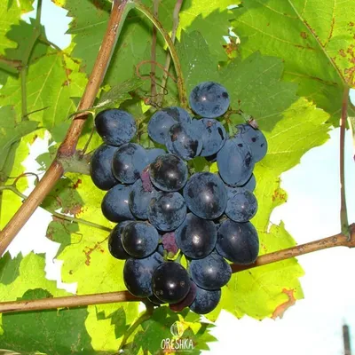 Саженцы винограда Мерседес купить в Москве по цене от 999 до 6850 руб. -  питомник растений Элитный Сад