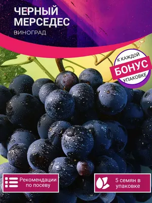 Виноград Мерседес - купить с доставкой в Самаре в Перекрёстке