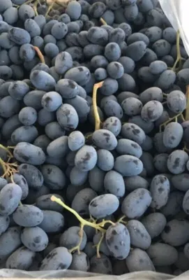 Семена Виноград чёрный Мерседес || Питомник Орешка
