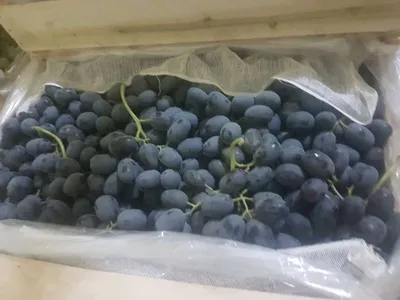 Саженцы винограда Мерседес купить в Москве по цене от 999 до 6850 руб. -  питомник растений Элитный Сад