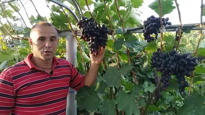 Виноград чёрный сорт Мерседес 2 кг - купить в Москве с доставкой на дом и в  офис