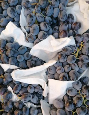 Неделя чёрная, виноград тоже 🖤 Наш красивый и сладкий виноград! Уже  упакован в контейнеры и готовится к отправке.. | ВКонтакте