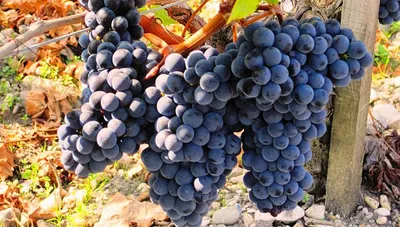 Узбек-продавец объяснил, какой виноград ценят даже сами торговцы фруктами:  нужно назвать всего лишь одно слово | Стеклянная сказка | Дзен
