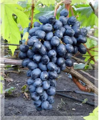 Ягода Черный Мерседес Виноград черный - «Черный мерседес уже больше , чем  автомобиль, он еще и виноград:))» | отзывы