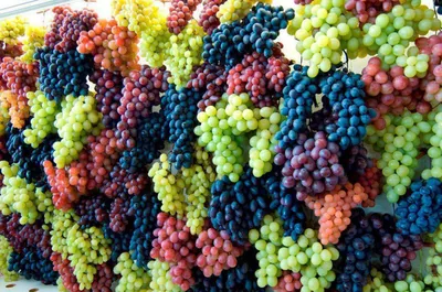 Виноград: покупка и продажа оптом и в розницу от производителя, цены -  АгроМер