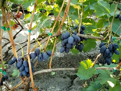 12 лучших сортов винограда - Статьи и лайфхаки от Деликатеска.ру