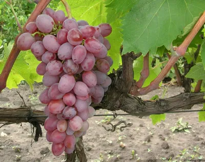 Виноград Тайфи купить в Fruitonline