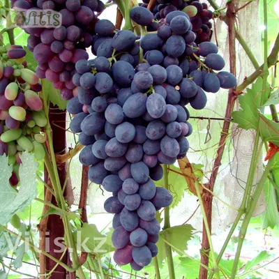 Виноград Орешка Виноград - купить по выгодным ценам в интернет-магазине  OZON (260018929)