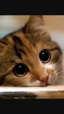Чувствуют ли себя кошки виноватыми в том, что они делают? | World of Pets |  Дзен