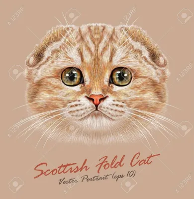 Шотландская вислоухая кошка: уход и кормление | HOME FOOD