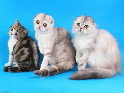 Лиловая шотландская вислоухая кошка Calypso Bastet Mystery - Британские  котята, британские кошки, коты, купить котенка, продажа котят