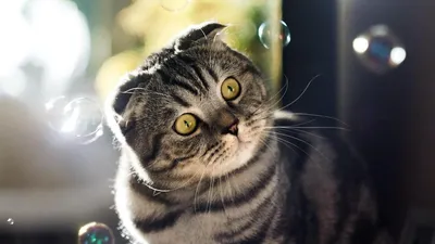 Вислоухие котята с большими глазами - 66 фото