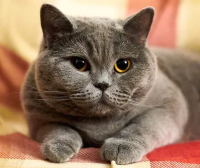 Шотландские вислоухие котята - белые с голубыми глазами
