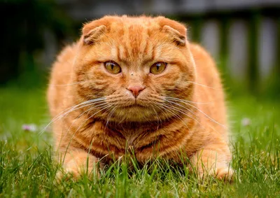 Вислоухий рыжий котенок - 72 фото