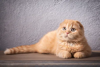 Вислоухий рыжий кот - 75 фото
