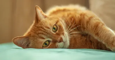 Вислоухий рыжий котенок (46 лучших фото)