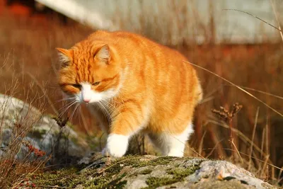Шотландский вислоухий кот (фото): комок счастья Смотри больше  http://kot-pes.com/shotlandskij-vislo… | Шотландская вислоухая кошка,  Сумасшедшие кошки, Милые котики