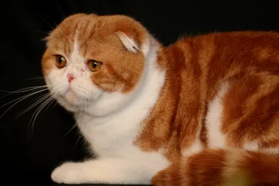 Британская вислоухая кошка рыжая - 48 фото