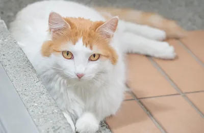 Вислоухий кот рыжий с белым - картинки и фото koshka.top