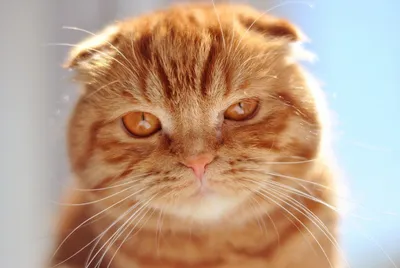 Шотландская вислоухая кошка: характер, описание породы скоттиш-фолд