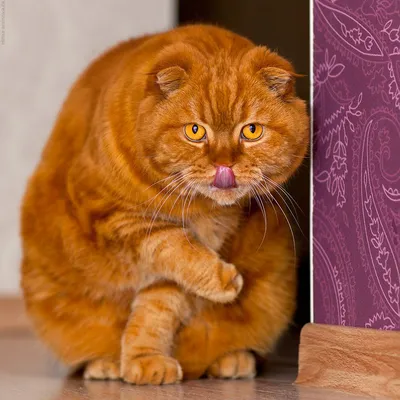 Картинки - Толстый вислоухий кот на подушке