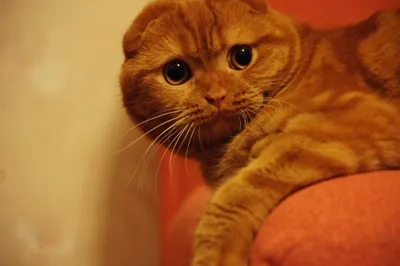 Шотландская вислоухая кошка рыжая - красивые фото