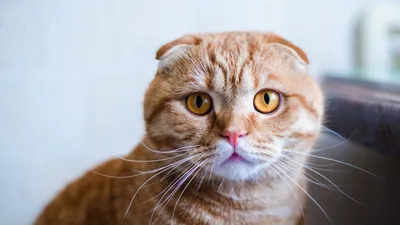 Вислоухий британский рыжий кот - 79 фото