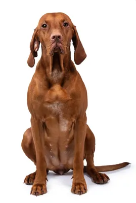 Длинноухие и вислоухие породы собак и их описание | Hill's