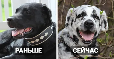 Собаки с необычным окрасом (64 фото) - картинки sobakovod.club