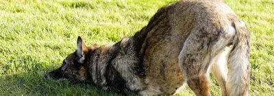 Долматинцы: порода собак с витилиго и охранники» — создано в Шедевруме