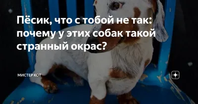 Противораковый крем оказался смертельным для собак — Ferra.ru