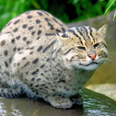 Кот-рыболов. Крапчатая кошка или виверровый кот | Кошки | Дзен