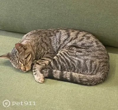 Камышовый кот | Камышовый кот, Милые котики, Котята