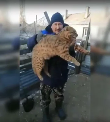 Дикие кошачьи в Астраханской области – Астраханский биосферный заповедник