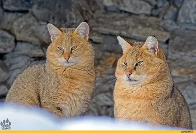 Камышовый котэ | Пикабу
