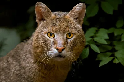 Амурский лесной кот — Википедия
