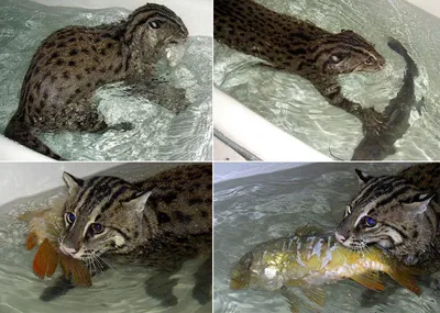 Виверровый кот-рыболов угрожающее животное Азии. | UNKNOWN PLANET | Дзен