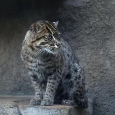 Виверровый кот-рыболов угрожающее животное Азии. | UNKNOWN PLANET | Дзен