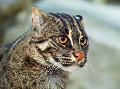 Дикие кошки: Азиатский рыбный кот (Felis viverrina) » uCrazy.ru - Источник  Хорошего Настроения