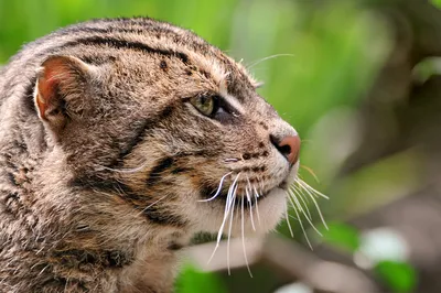 Виверровый кот – описание породы, ареал обитания, фото и цена котенка  рыболова