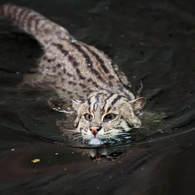 Виверровый кот рыболов - что за чудо?