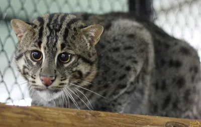 Виверровый кот-рыболов | Кот, Кошки, Животные