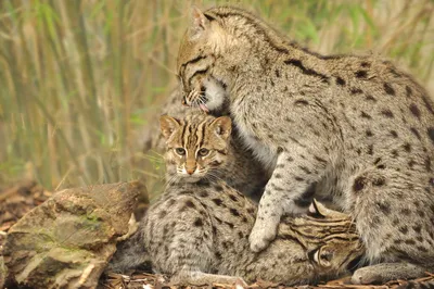 Большие дикие кошки: виверровый кот - рыболов - kisa.su