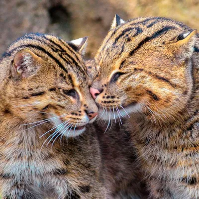 Питбули кошачьего мира: виверровые коты-рыболовы