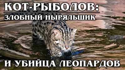 Виверровый кот рыболов - фото, описание, характер, отзывы | GoCats.ru | я  их всех люблю | Постила