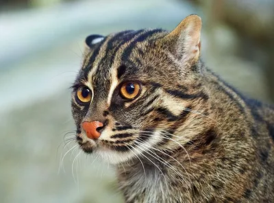 Камышовый окрас кошки (60 фото)