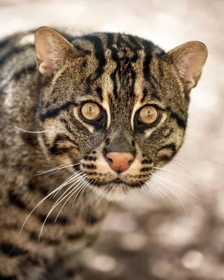 Кот-рыболов - Кошачьи | Некоммерческий учебно-познавательный  интернет-портал Зоогалактика