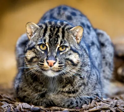 Кот-рыболов - Виверровый кот: описание, фото, уход, характер, цена - kisa.su