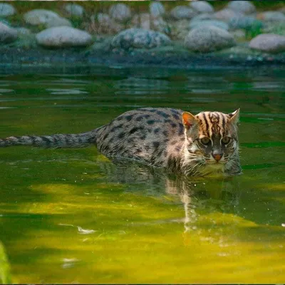 Кот-рыболов поселился в Новосибирском зоопарке | НДН.Инфо