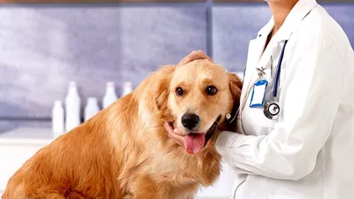 Первые признаки лишая у собаки – методы лечения | Зоомагазин Сытая Морда